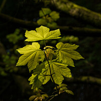 Buy canvas prints of Vibrant Sunlit Sycamore Maple Leaves. by Steve Gill