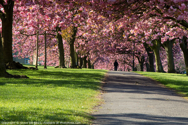 Overhanging Pink Cherry Blossom Along a Path in Harrogate. Picture Board by Steve Gill