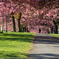 Buy canvas prints of Overhanging Pink Cherry Blossom Along a Path in Harrogate. by Steve Gill