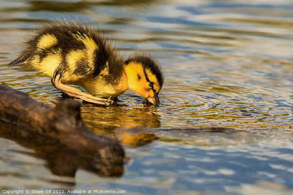 Cute Mallard Gosling drinking from Ripon Canal. Picture Board by Steve Gill