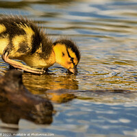 Buy canvas prints of Cute Mallard Gosling drinking from Ripon Canal. by Steve Gill