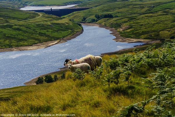 Scar House Reservoir with Grazing Sheep in the Foreground. Picture Board by Steve Gill
