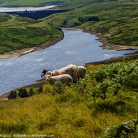 Buy canvas prints of Scar House Reservoir with Grazing Sheep in the Foreground. by Steve Gill
