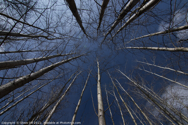 Tall Straight Leafless Aspen Trees. Picture Board by Steve Gill