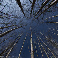 Buy canvas prints of Tall Straight Leafless Aspen Trees. by Steve Gill