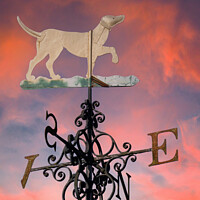 Buy canvas prints of Ornamental Steel Weathervane Against an Evening Sky  by Steve Gill