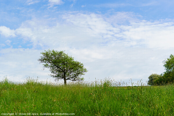 Solitary Tree in the Middle of a Field. Picture Board by Steve Gill