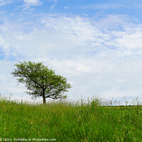 Buy canvas prints of Solitary Tree in the Middle of a Field. by Steve Gill
