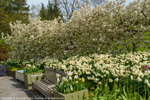 Stunning  Spring Garden Display of White Apple Blossom and Daffodils. Picture Board by Steve Gill