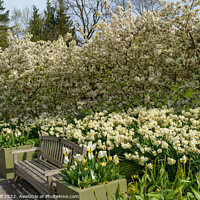 Buy canvas prints of Stunning  Spring Garden Display of White Apple Blossom and Daffodils. by Steve Gill