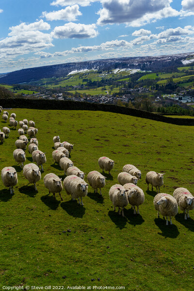 Herd of Sheep in a Field with Snow Covered Hills Near Harrogate. Picture Board by Steve Gill