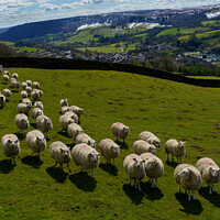 Buy canvas prints of Herd of Sheep in a Field with Snow Covered Hills Near Harrogate. by Steve Gill