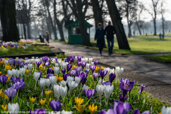 Urban Crocuses Next to a Path in Harrogate Town Centre. Picture Board by Steve Gill