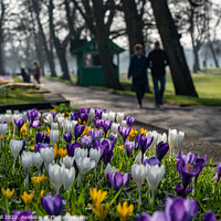 Buy canvas prints of Urban Crocuses Next to a Path in Harrogate Town Centre. by Steve Gill