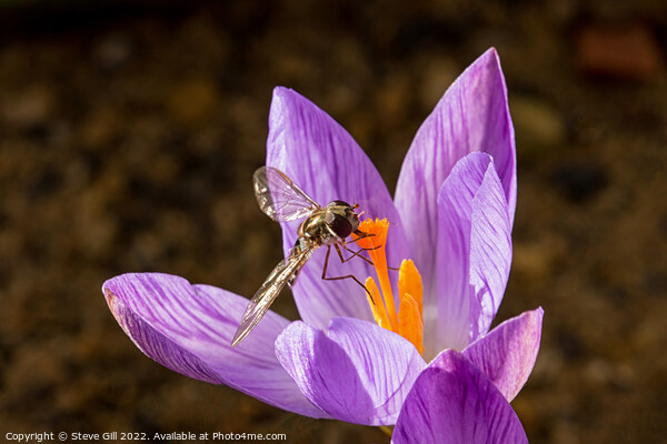 Hoverfly Pollinating a Crocus. Picture Board by Steve Gill