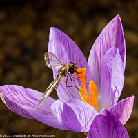 Buy canvas prints of Hoverfly Pollinating a Crocus. by Steve Gill