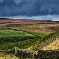 Buy canvas prints of Sparse Grassland and Heather Separated by Drystone by Steve Gill