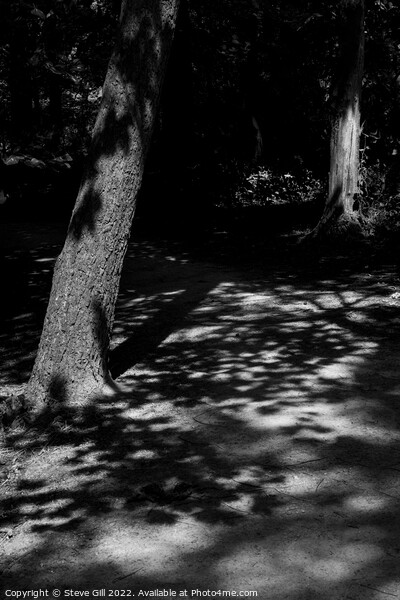 Sunlight Casting Shadows of Tree Foliage on the Ground. Picture Board by Steve Gill