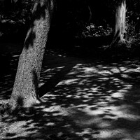 Buy canvas prints of Sunlight Casting Shadows of Tree Foliage on the Ground. by Steve Gill