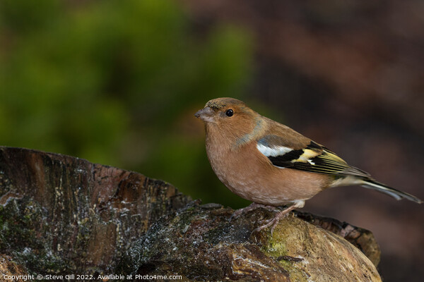 Male Chaffinch Perched on a Tree Stump. Picture Board by Steve Gill