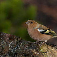 Buy canvas prints of Male Chaffinch Perched on a Tree Stump. by Steve Gill