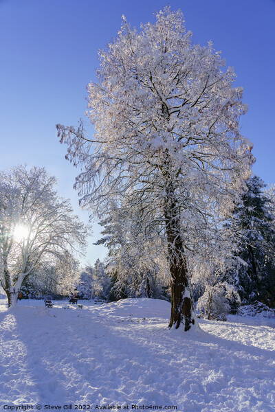 Wintry sunshine illuminating Snow Covered Trees in Picture Board by Steve Gill