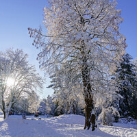 Buy canvas prints of Wintry sunshine illuminating Snow Covered Trees in by Steve Gill