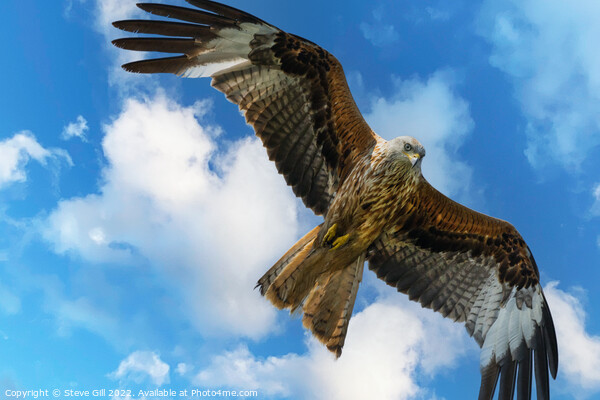 Majestic Red Kite in Full Flight. Picture Board by Steve Gill