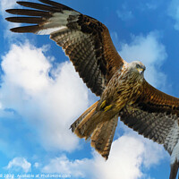 Buy canvas prints of Majestic Red Kite in Full Flight. by Steve Gill
