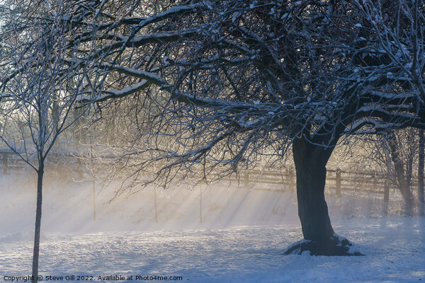 Sunrays on a Snowy  Misty Morning. Picture Board by Steve Gill