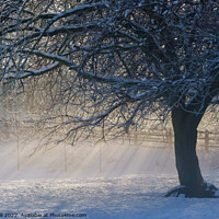 Buy canvas prints of Sunrays on a Snowy  Misty Morning. by Steve Gill
