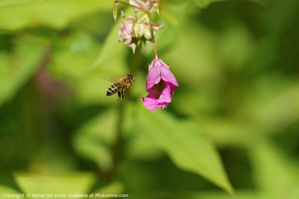 Busy Honey Bee in Full Flight.  Picture Board by Steve Gill