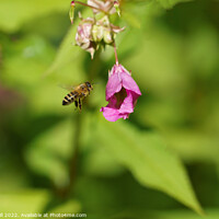 Buy canvas prints of Busy Honey Bee in Full Flight.  by Steve Gill