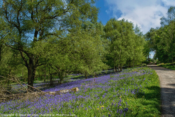 Sunlit Bluebell Wood. Picture Board by Steve Gill