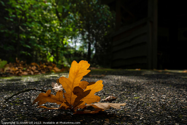 Fallen Oak Leaf Twig. Picture Board by Steve Gill