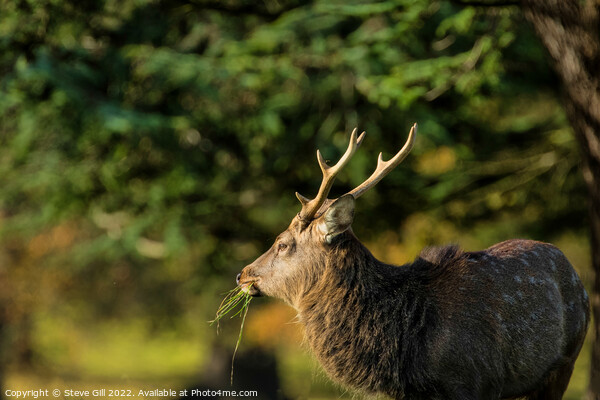 Majestic Mature Deer Stag. Picture Board by Steve Gill
