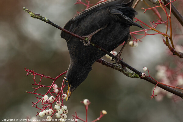 Male Blackbird Feeding on White Berries in a Tree. Picture Board by Steve Gill