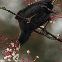 Buy canvas prints of Male Blackbird Feeding on White Berries in a Tree. by Steve Gill