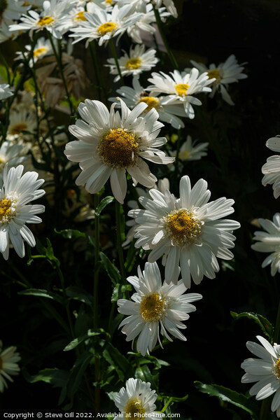 Highland White Dream Shasta Daisy. Picture Board by Steve Gill