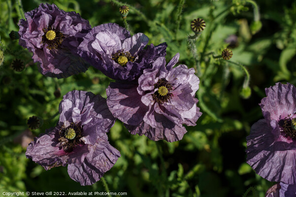 Crinkled Delicate Purple Poppies.  Picture Board by Steve Gill