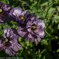 Buy canvas prints of Crinkled Delicate Purple Poppies.  by Steve Gill
