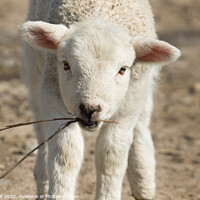 Buy canvas prints of Innocent Lamb Walking Towards the Camera. by Steve Gill