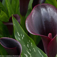 Buy canvas prints of Hybrid Calla Lily Odessa. by Steve Gill