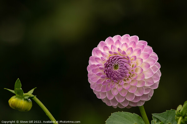 Delicate Pale Pink Ball Dahlia. Picture Board by Steve Gill