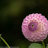 Buy canvas prints of Delicate Pale Pink Ball Dahlia. by Steve Gill