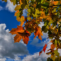 Buy canvas prints of Vibrant Red,Yellow and Green Autumn Maple Leaves.  by Steve Gill
