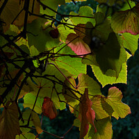 Buy canvas prints of Plant leaves by Steve Gill