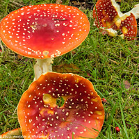 Buy canvas prints of Amanita muscaria Mushroom, Commonly Called Fly Agaric. by Steve Gill
