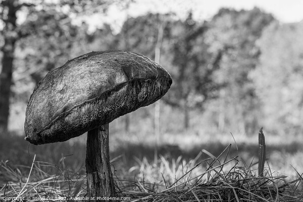 Solitary Huge Bitter Bolete Mushroom.  Picture Board by Steve Gill