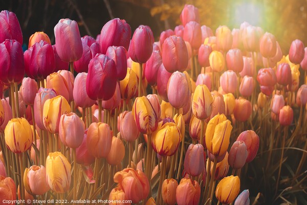 Sun Flare Illuminates a Variety of Colourful Tulips.. Picture Board by Steve Gill